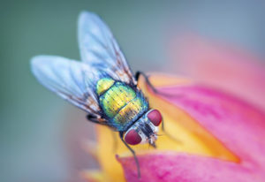 Close up of a fly on a flower